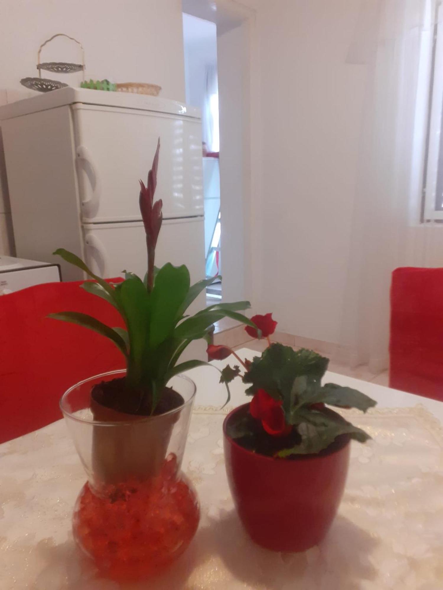 Apartman Sunce Raslina Екстериор снимка